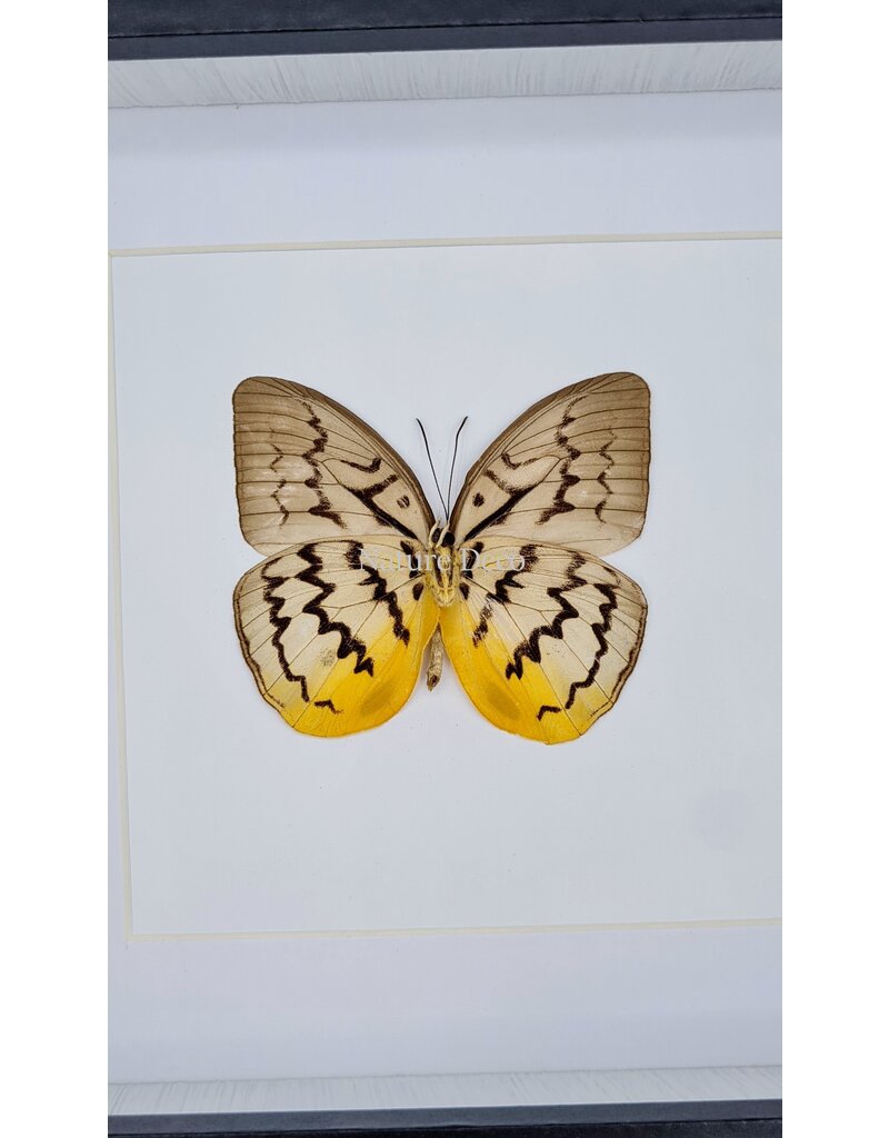 Nature Deco Melanocyma Faunula  in luxury 3D frame 17 x 17cm