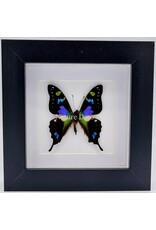 Nature Deco Graphium Weiskei in luxe 3D lijst  12 x 12cm