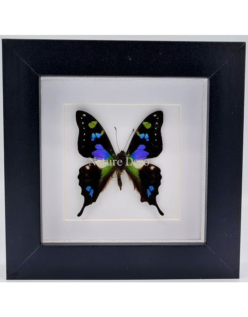 Nature Deco Graphium Weiskei in luxe 3D lijst  12 x 12cm