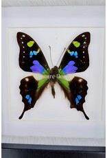 Nature Deco Graphium Weiskei in luxe 3D lijst  12 x 12cm