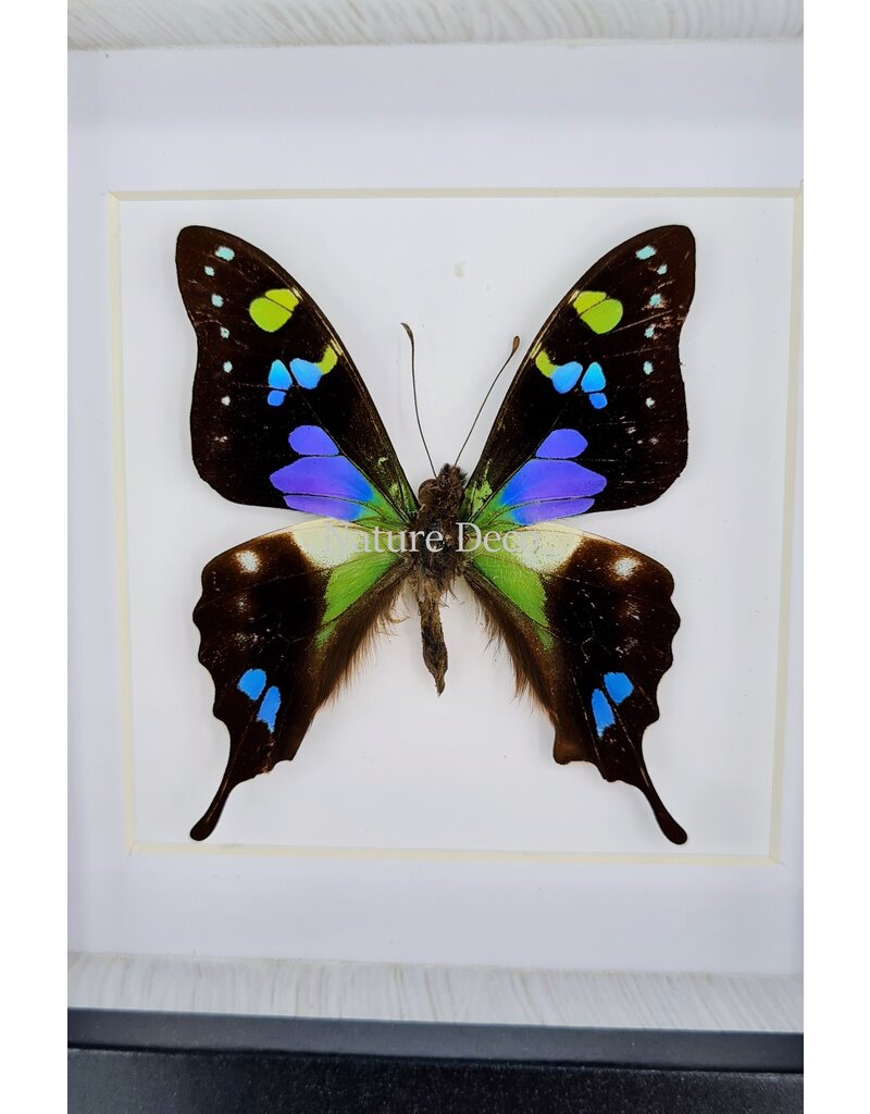 Nature Deco Graphium Weiskei in luxe 3D lijst  12 x 12cm