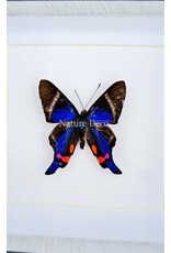 Nature Deco Rhetus Periander in luxury 3D frame  12 x 12cm