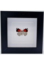 Nature Deco Diaethria Clymena (Cramer's 88) in luxe 3D lijst  12 x 12cm