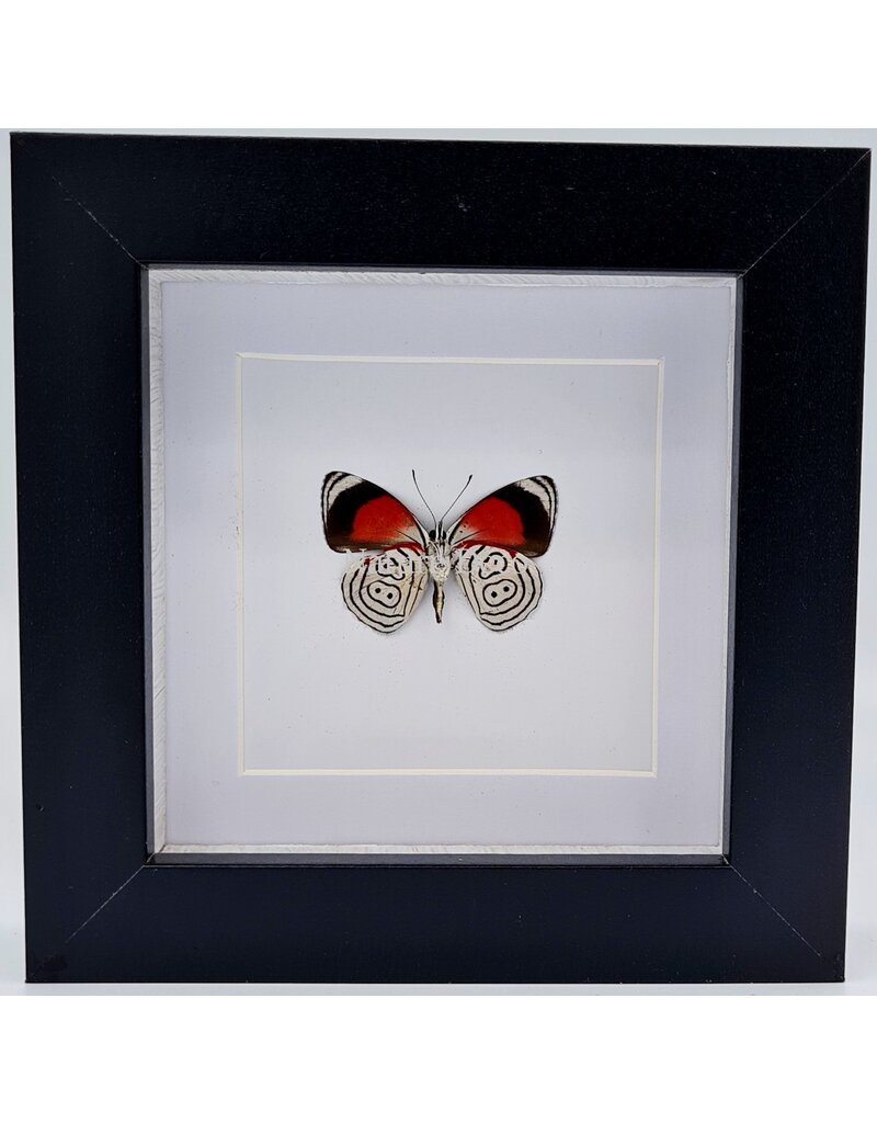 Nature Deco Diaethria Clymena (Cramer's 88) in luxury 3D frame  12 x 12cm