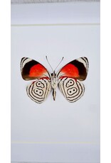 Nature Deco Diaethria Clymena (Cramer's 88) in luxury 3D frame  12 x 12cm