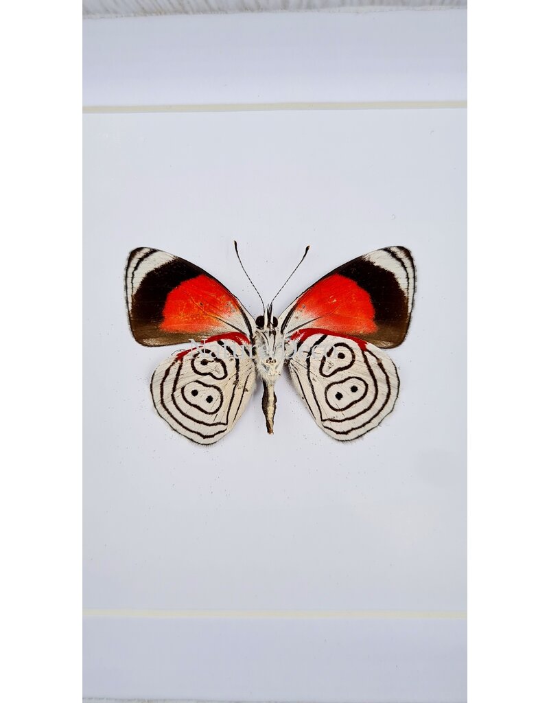 Nature Deco Diaethria Clymena (Cramer's 88) in luxe 3D lijst  12 x 12cm