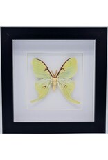 Nature Deco Actias Luna  in luxury 3D frame  17 x 17cm