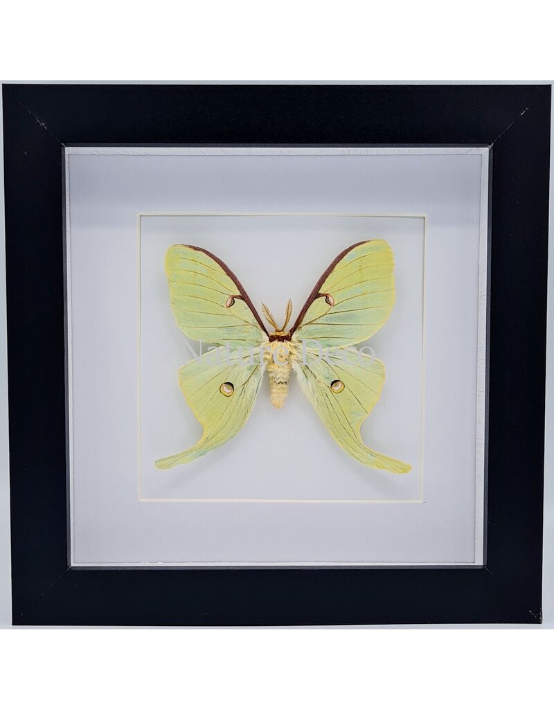 Nature Deco Actias Luna  in luxury 3D frame  17 x 17cm