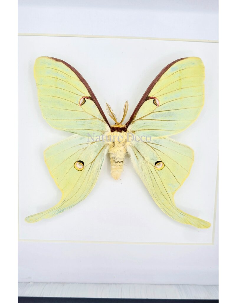 Nature Deco Actias Luna  in luxe 3D lijst   17 x 17cm