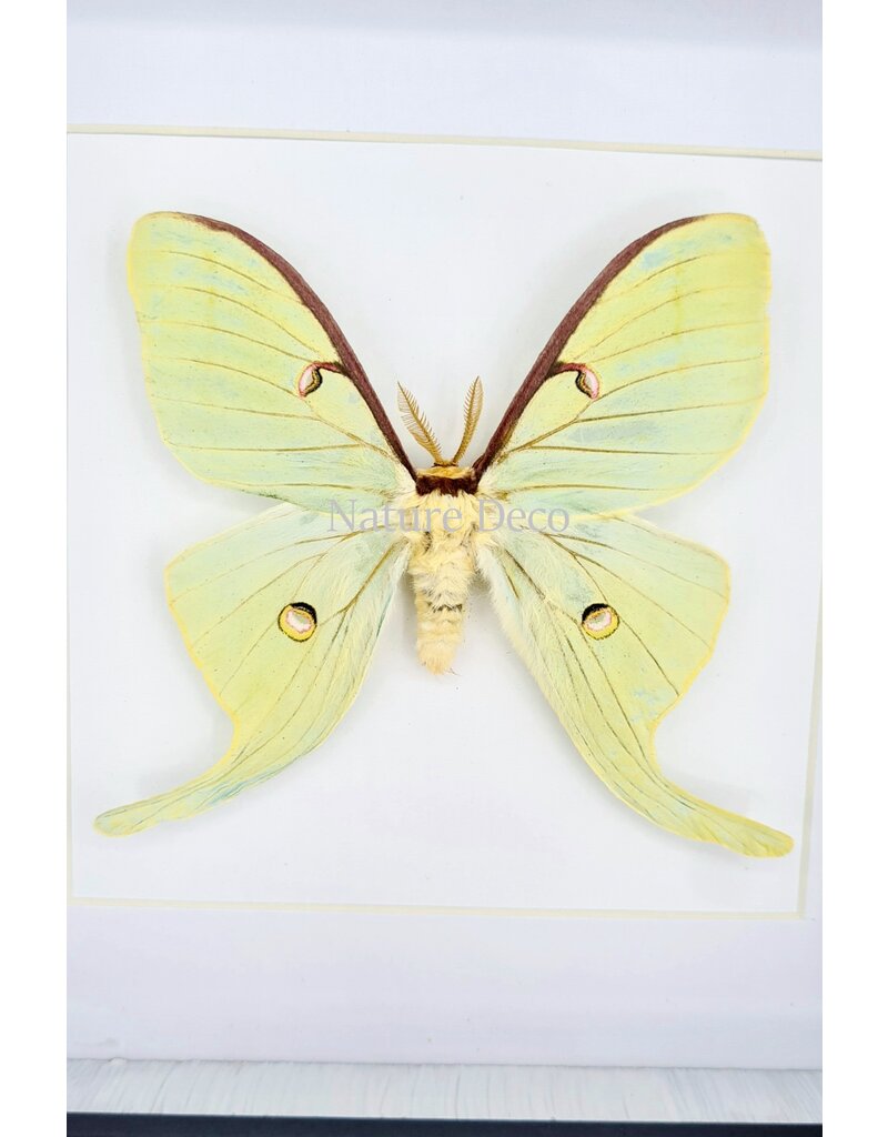 Nature Deco Actias Luna  in luxury 3D frame  17 x 17cm