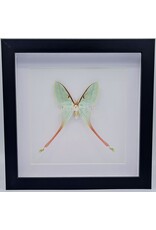 Nature Deco Actias Dubernardi female  in luxury 3D frame  22  x 22cm