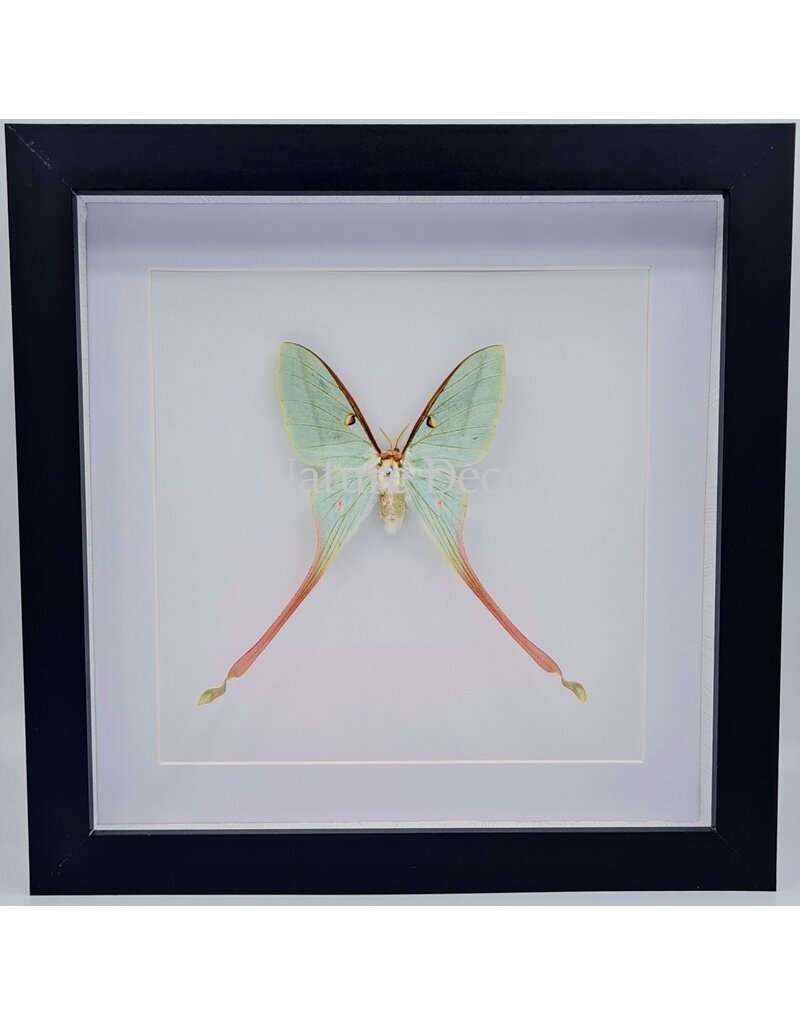 Nature Deco Actias Dubernardi vrouw in luxe 3D lijst 22 x 22cm