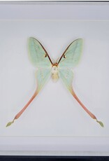 Nature Deco Actias Dubernardi vrouw in luxe 3D lijst 22 x 22cm