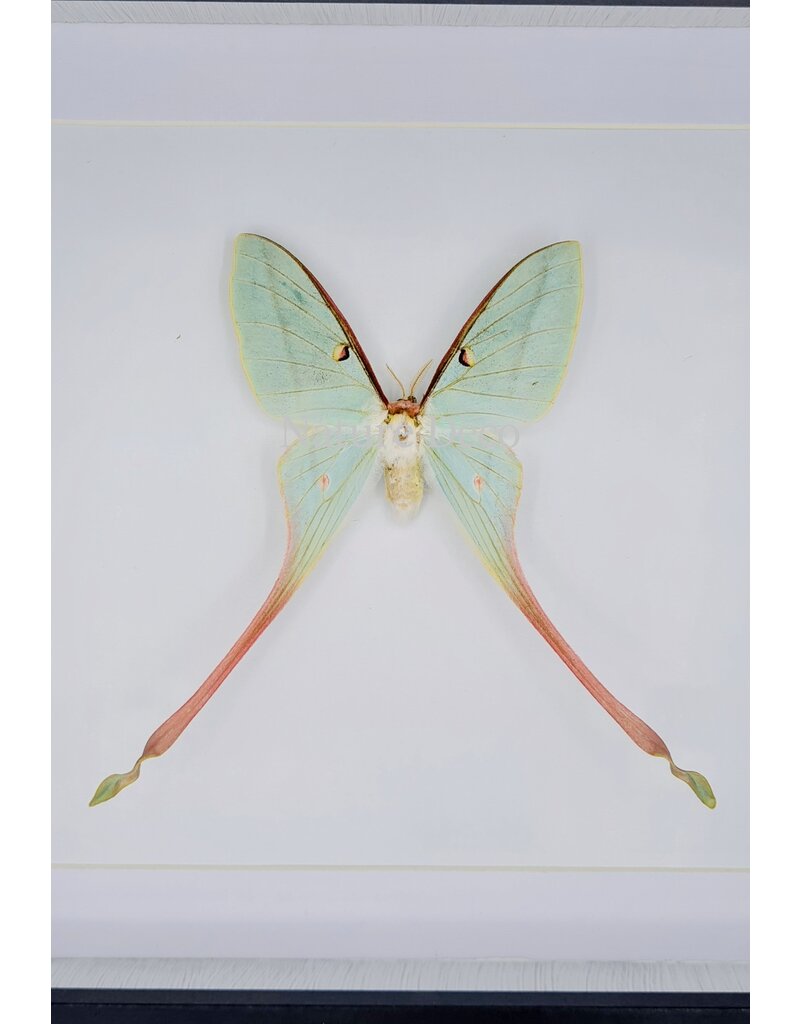 Nature Deco Actias Dubernardi female  in luxury 3D frame  22  x 22cm