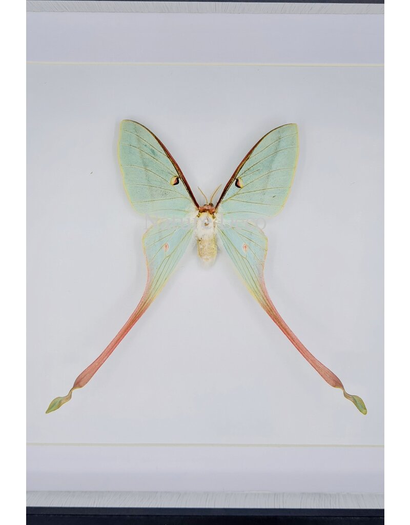 Nature Deco Actias Dubernardi vrouw in luxe 3D lijst 22 x 22cm