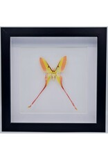 Nature Deco Actias Dubernardi man in luxe 3D lijst 22 x 22cm