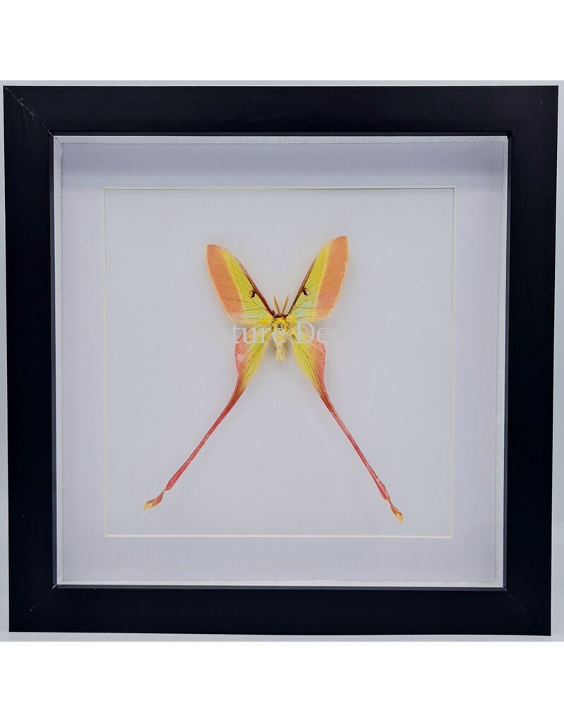 Nature Deco Actias Dubernardi male  in luxury 3D frame  22  x 22cm