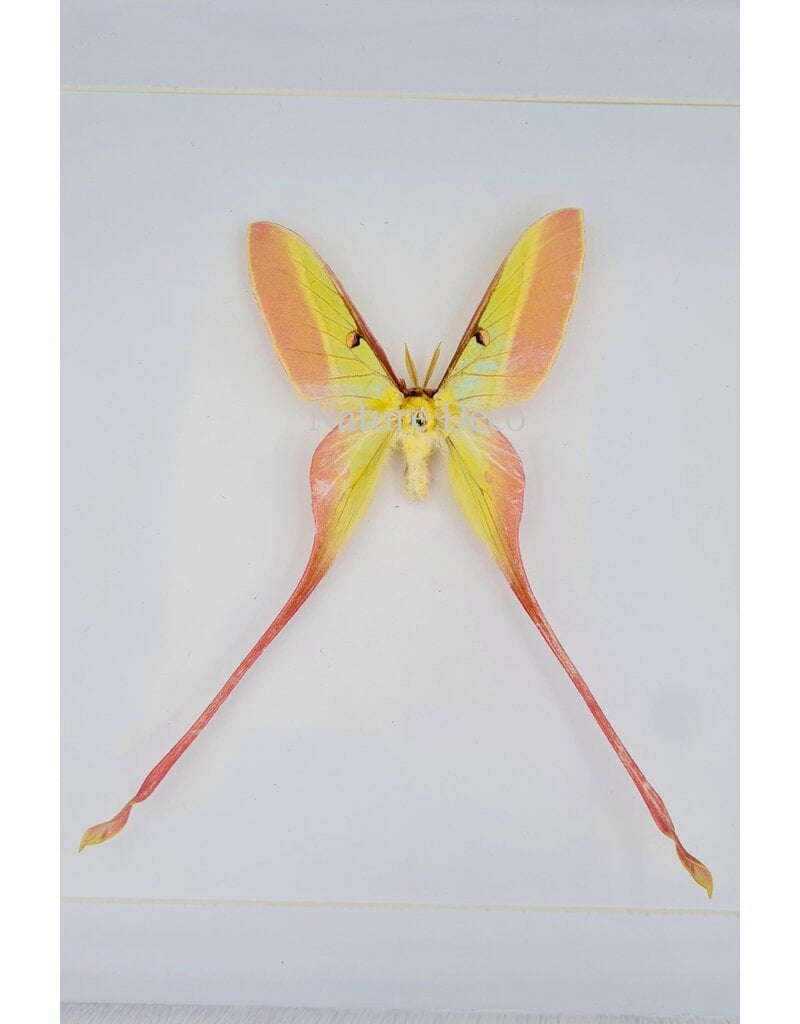 Nature Deco Actias Dubernardi male  in luxury 3D frame  22  x 22cm