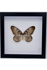 Nature Deco Idea Blanchardi in luxe 3D lijst 22 x 22cm