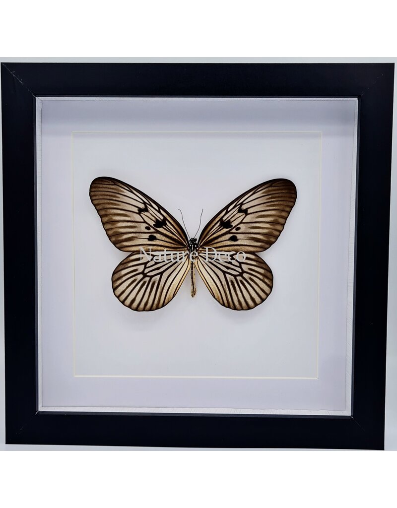 Nature Deco Idea Blanchardi in luxury 3D frame 22  x 22cm