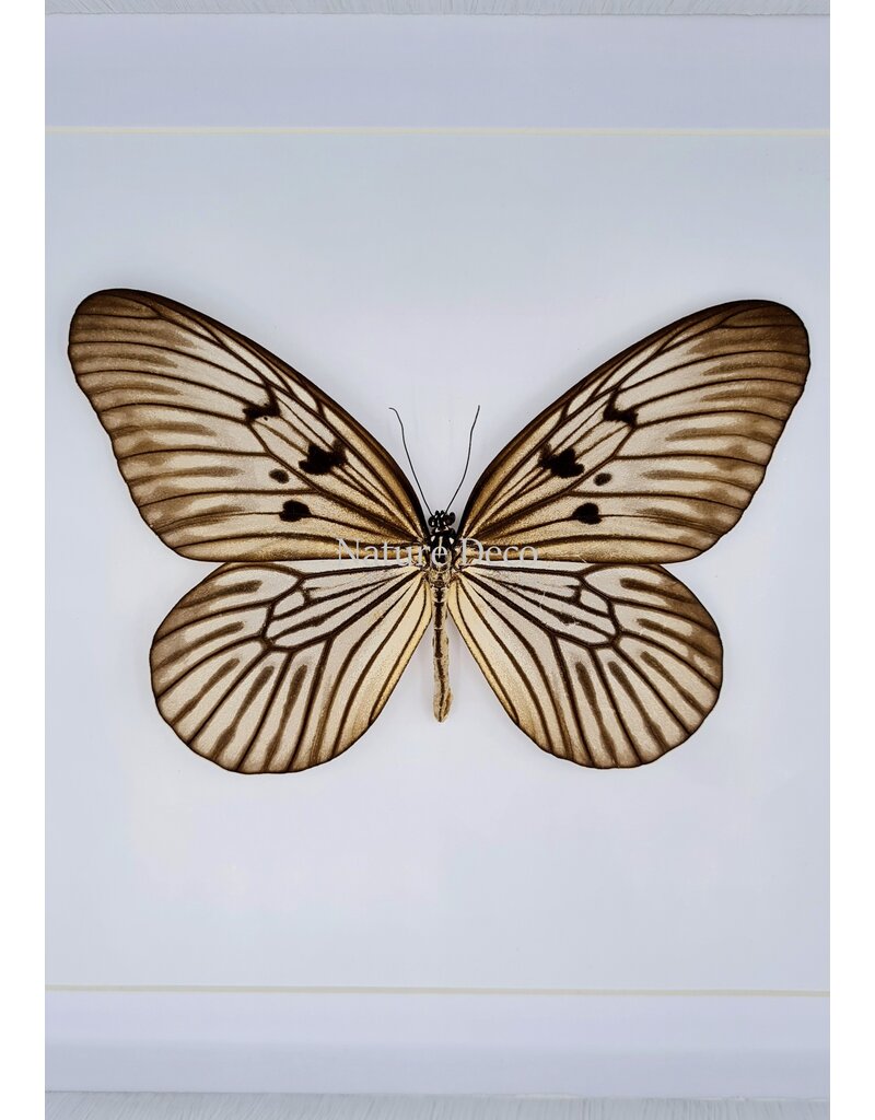 Nature Deco Idea Blanchardi in luxe 3D lijst 22 x 22cm