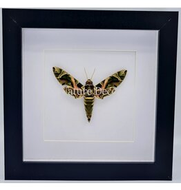 Nature Deco Daphnis nerii in luxe 3D lijst