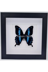 Nature Deco Papilio Oribazus luxury 3D frame 17 x 17cm