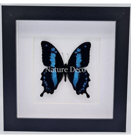 Nature Deco Papilio Oribazus in luxe 3D lijst