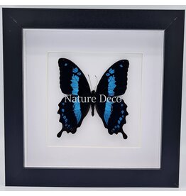 Nature Deco Papilio Oribazus luxury 3D frame