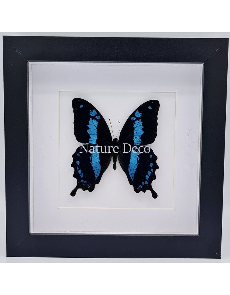 Nature Deco Papilio Oribazus luxury 3D frame 17 x 17cm