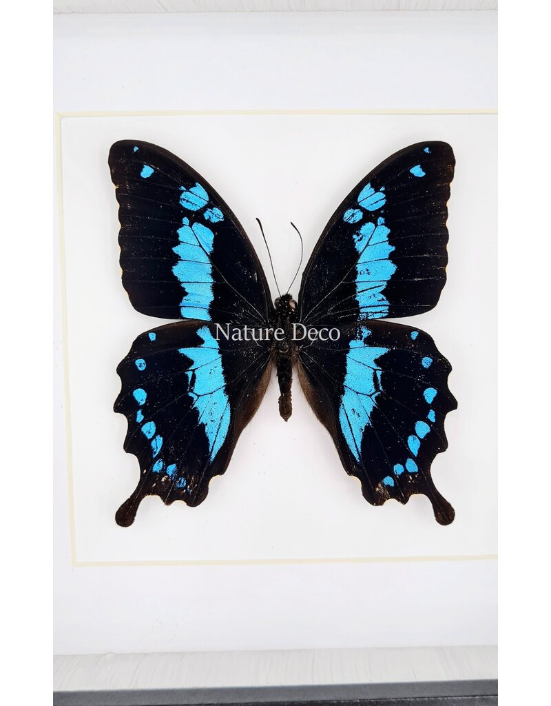 Nature Deco Papilio Oribazus in luxe 3D lijst 17 x 17cm