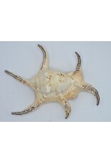 . Lambis chiragra XXL spider shell cone