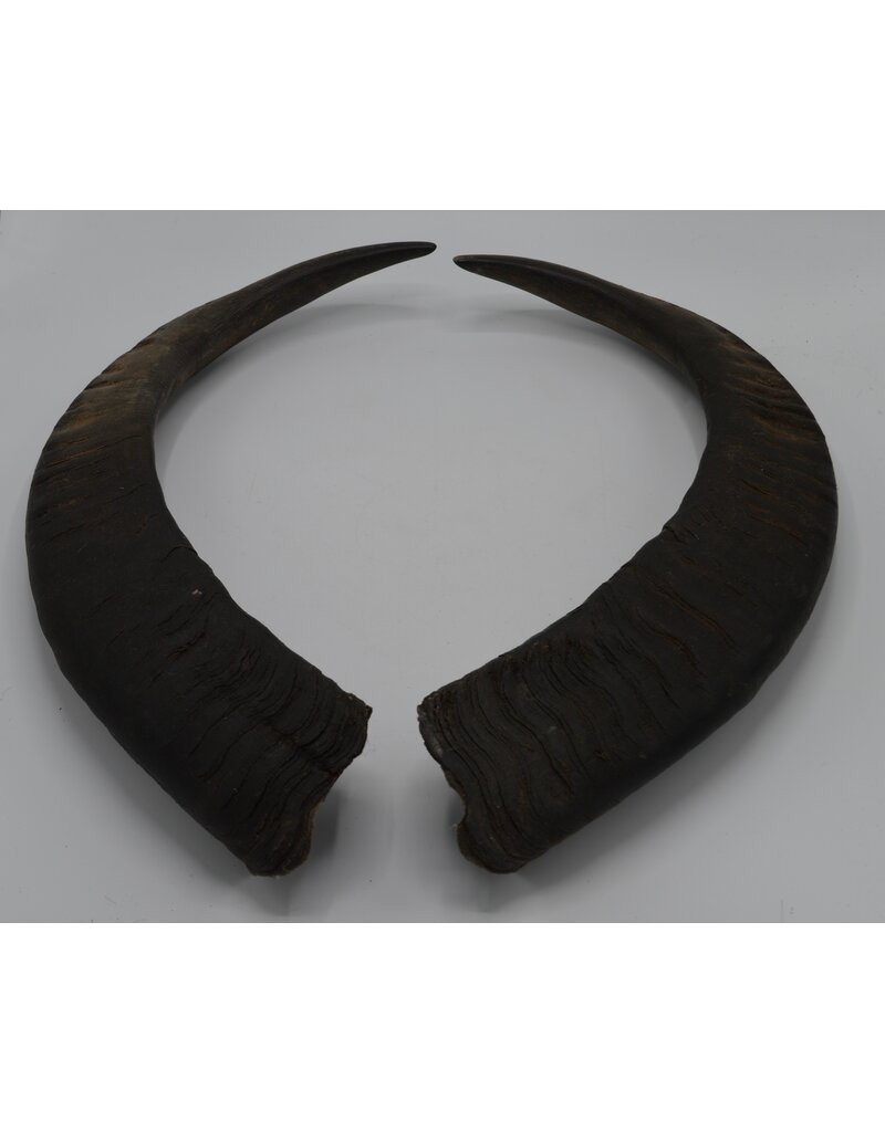 Nature Deco Horns set 2