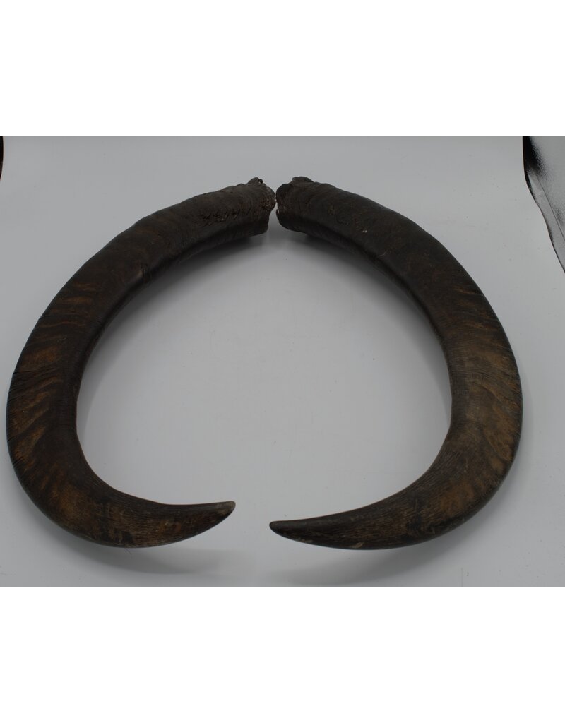 Nature Deco Horns set 2