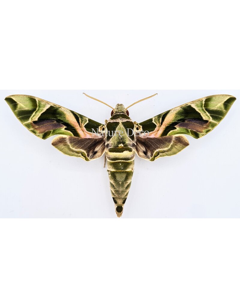 . Unmounted Daphnis Nerii (Oleander Hawk Moth)