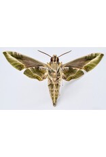 . Unmounted Daphnis Nerii (Oleander Hawk Moth)