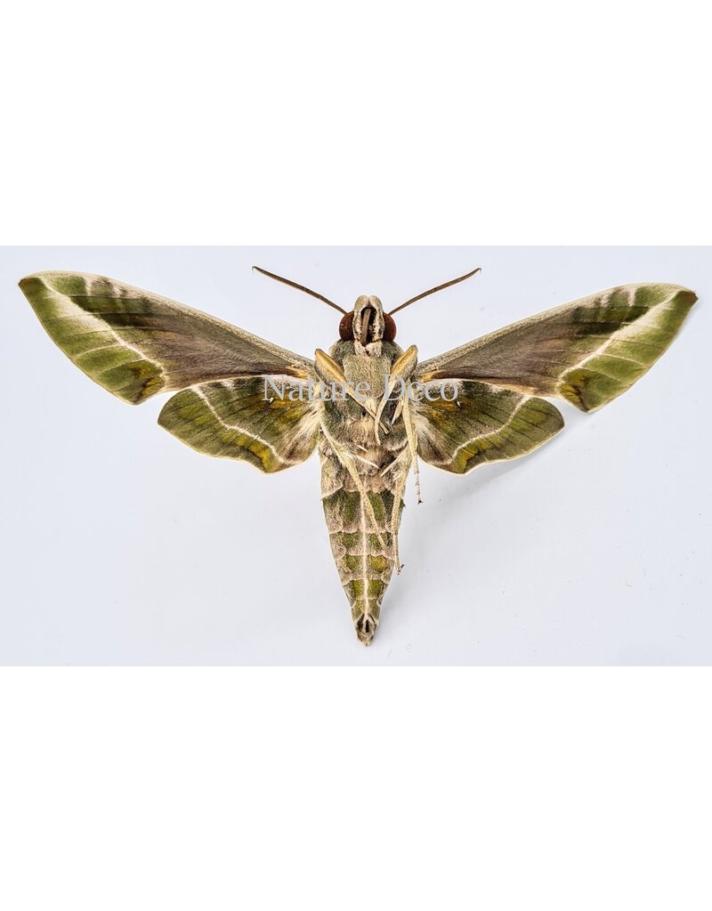 . Unmounted Daphnis Nerii (Oleander Hawk Moth)