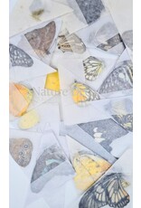 . Unmounted buttefly mix exclusive 10 pieces