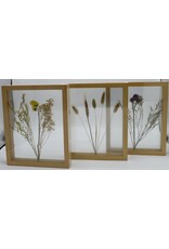 . Double glass frame  dried flowers, 27x22cm, "yellow"