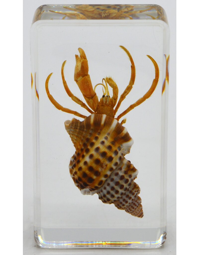 . Hermit crab in resin