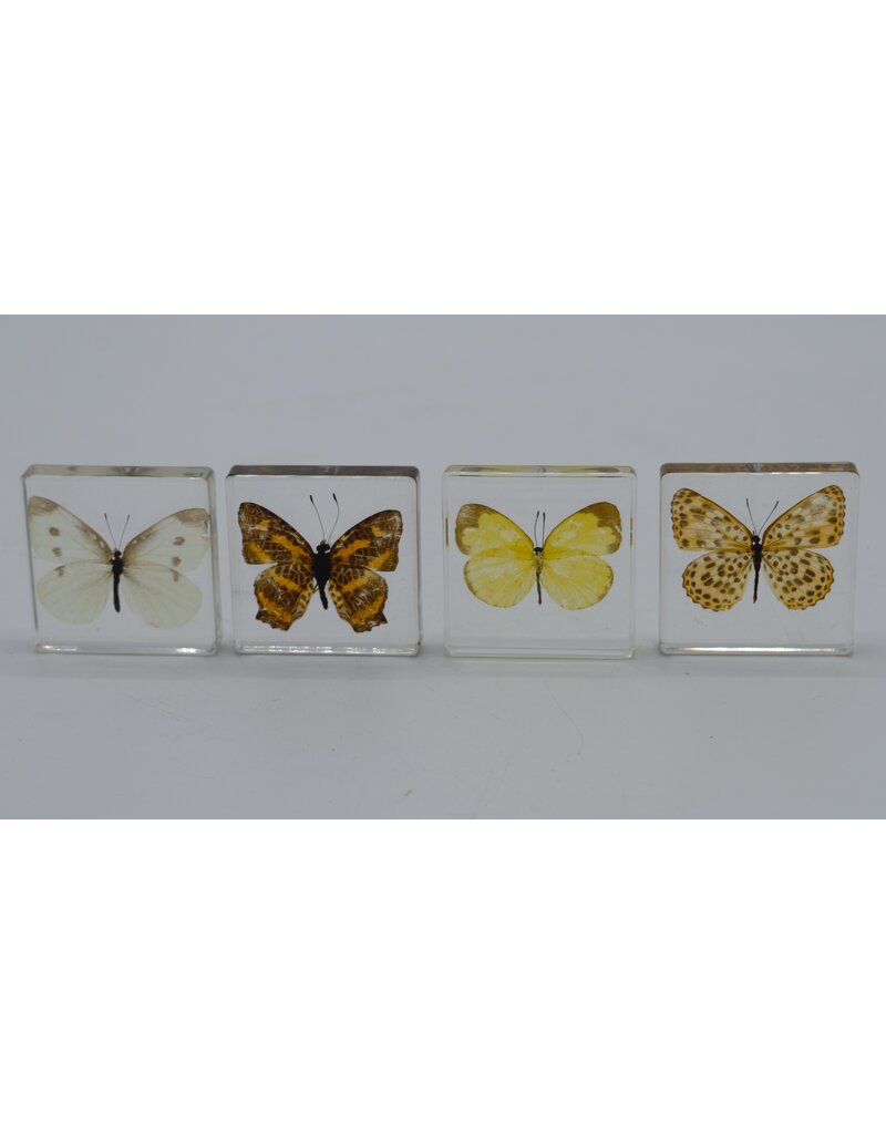 . Butterfly in resin nr1