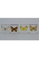 . Butterfly in resin nr3