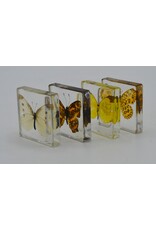 . Butterfly in resin nr3