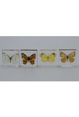 . Butterfly in resin nr4