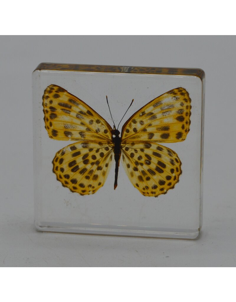 . Butterfly in resin nr1