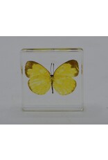 . Butterfly in resin  nr2