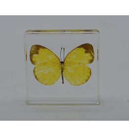 . Butterfly in resin  nr2