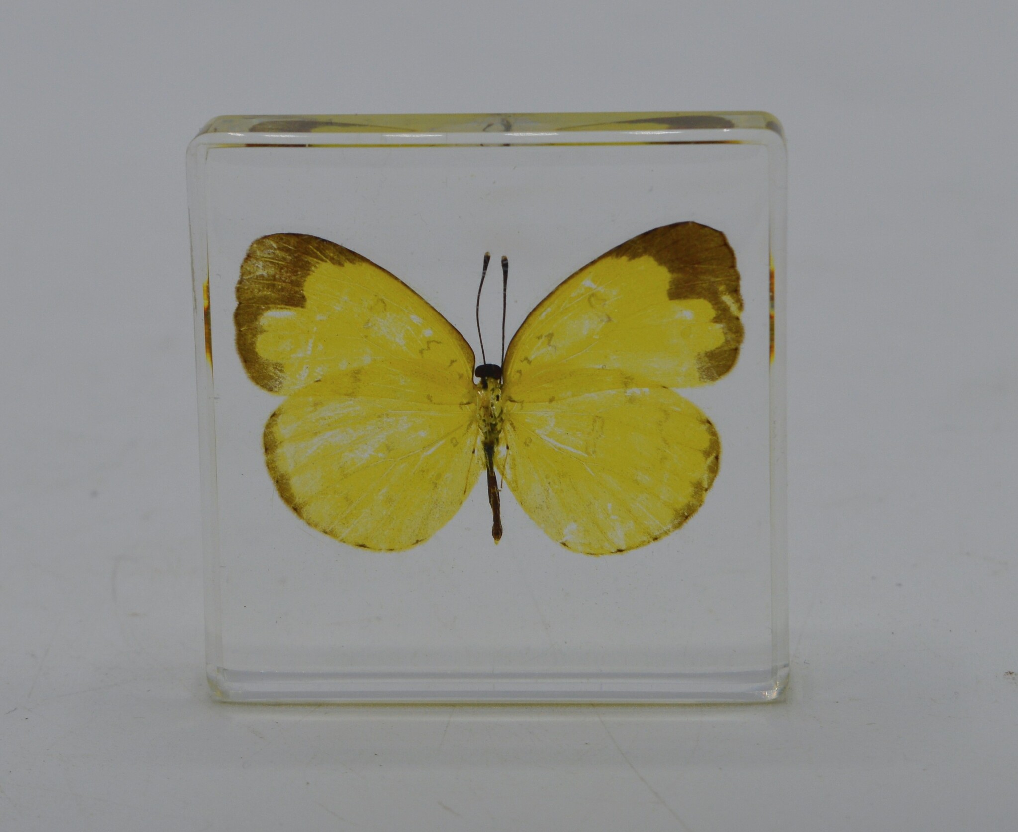 Butterfly in resin Nature Deco