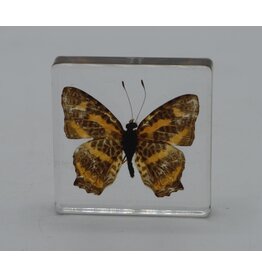 . Butterfly in resin nr3