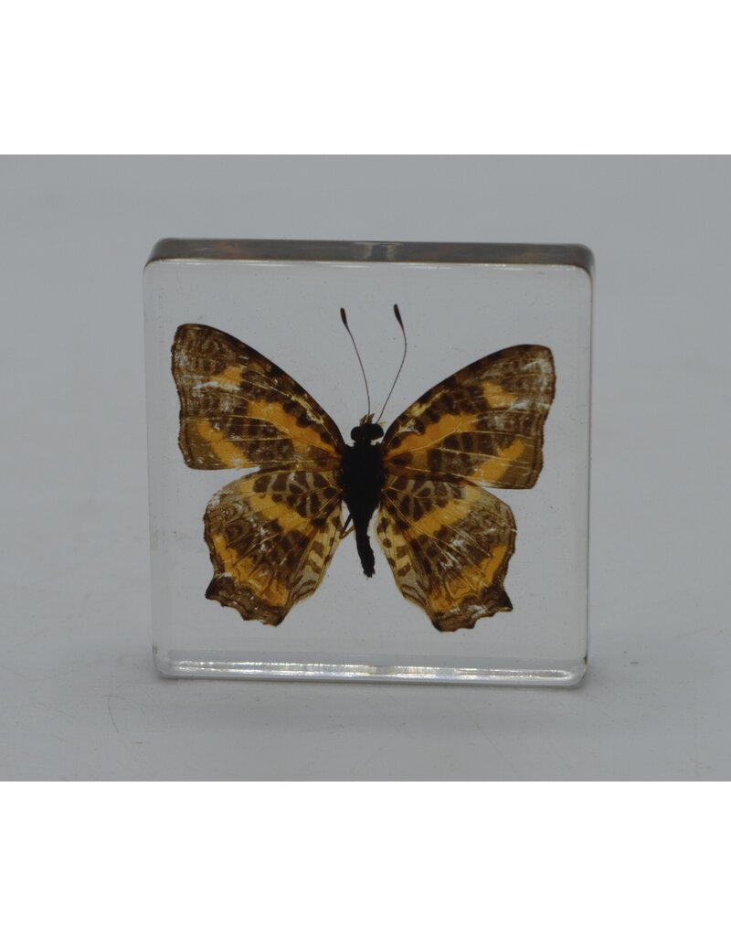 . Butterfly in resin nr3